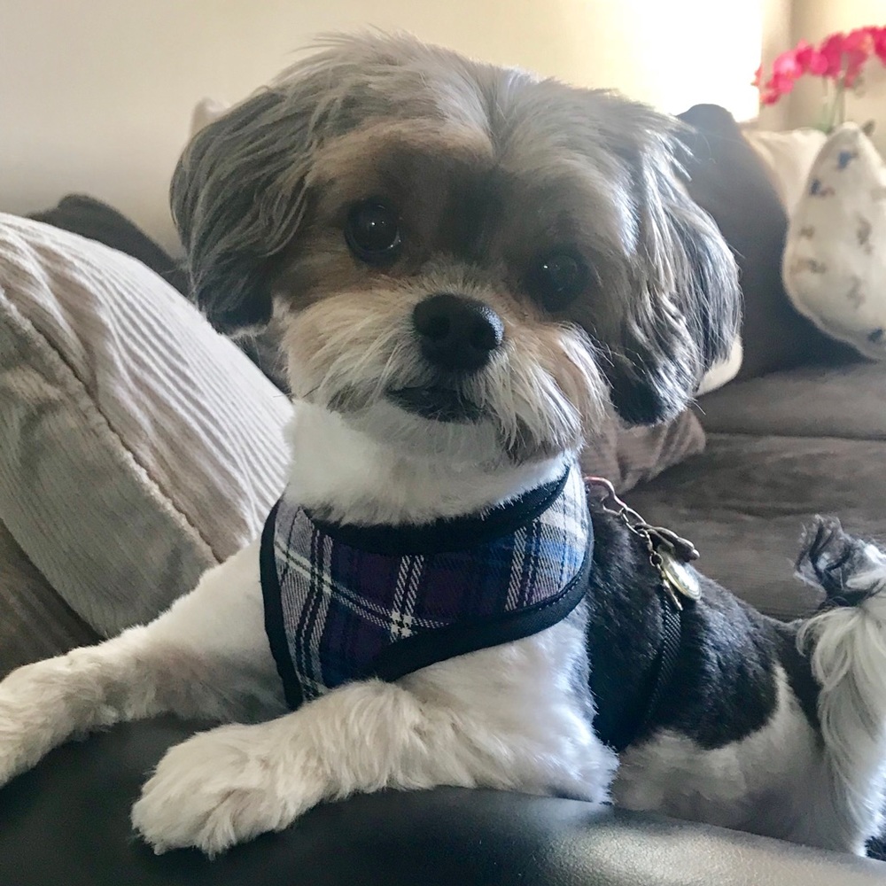 NOT FOR SALE ❤️🐶